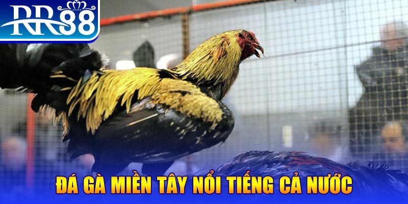 sv88tv đá gà 88